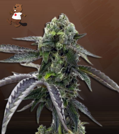 Kush Regular-image