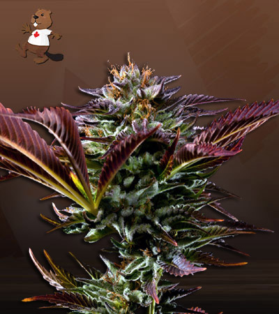 Alien OG Regular BCBD-image