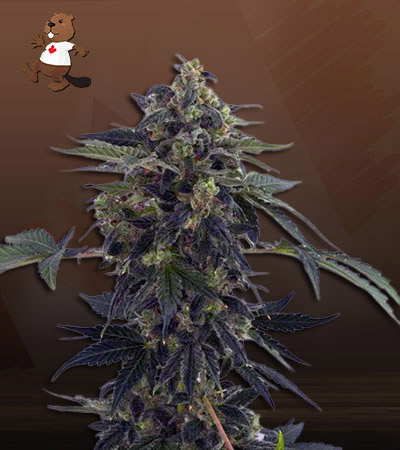 Aloha Autoflower-image