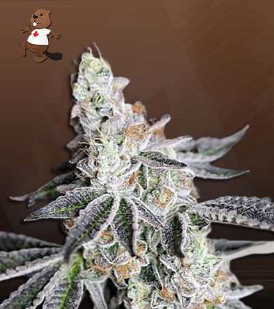 Animal Mint Autoflower-image