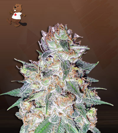 Aurora Autoflower-image