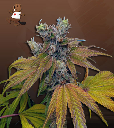 Banana Sundae-image