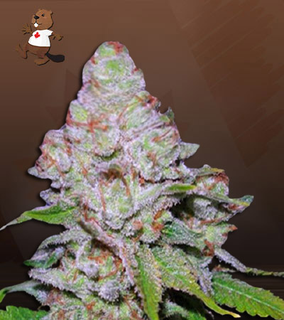 Berry White-image
