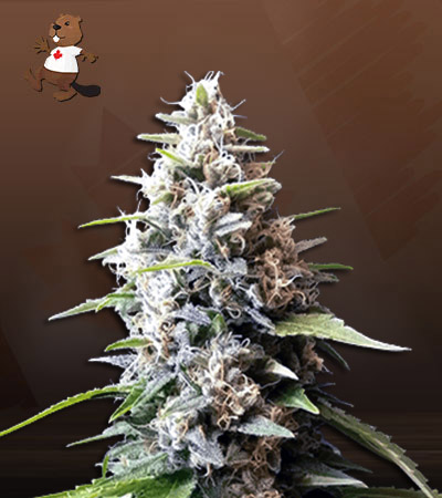 Black Gorilla-image