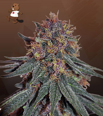 Black Haze-image