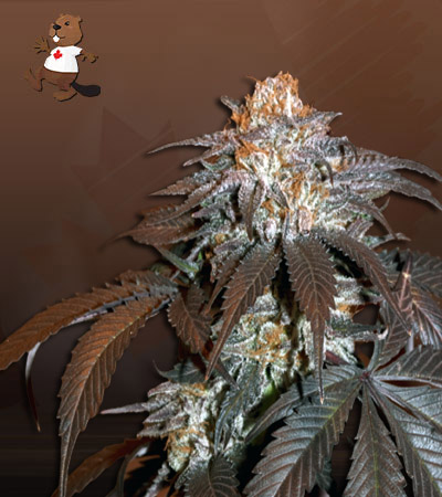 Blackberry Candy Regular-image