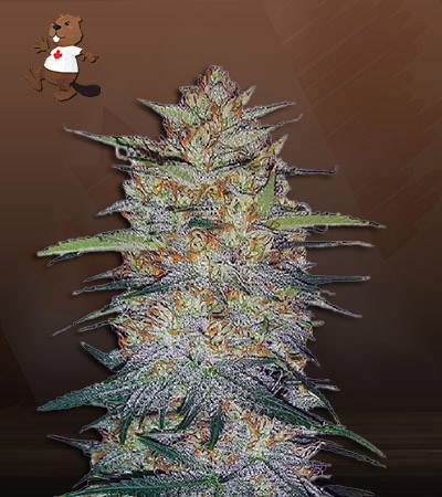 Blood Orange Kush-image