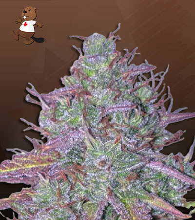 Blue Mystic Autoflower-image