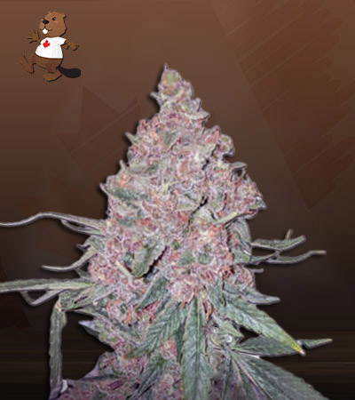 Blue Orca Autoflowering-image