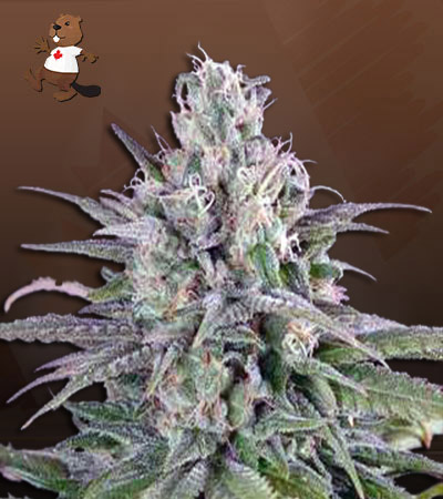 Bubba White Autoflower-image