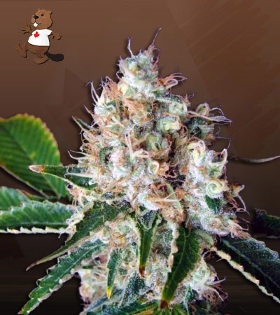 Bubbalicious-image