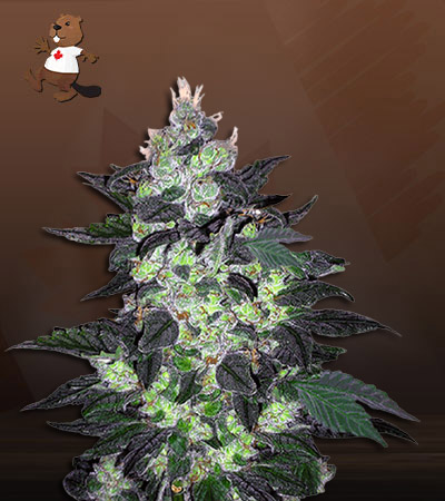 Candy Haze-image
