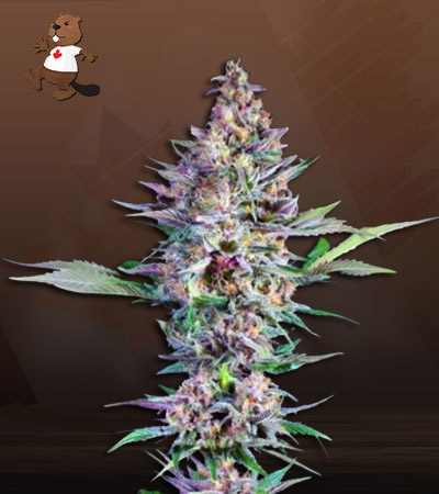 Cherry Kush Autoflower-image