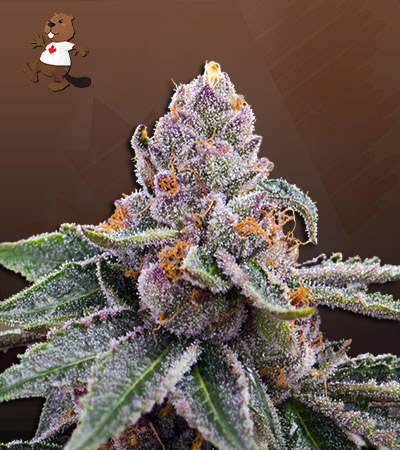 Chocolate Gelato-image