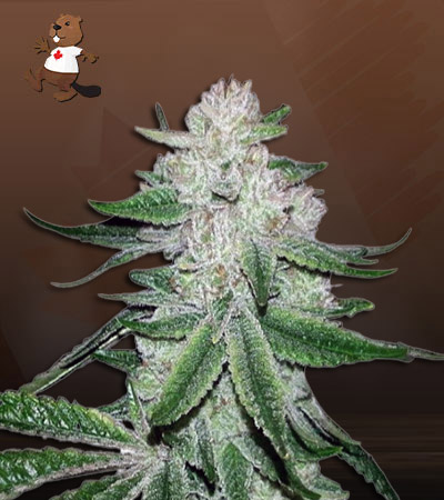 Chunky Monkey-image