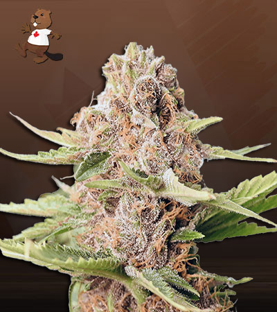 Cookie Dog Autoflower-image