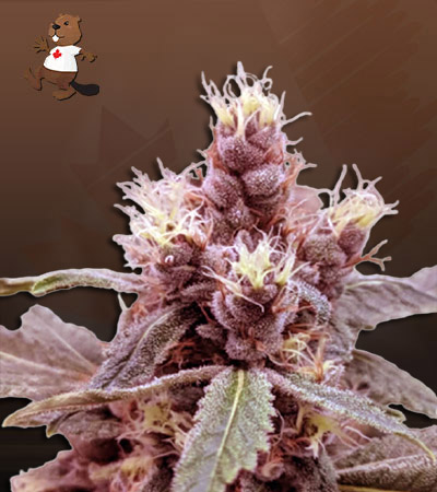 Cookie Monster Autoflower-image