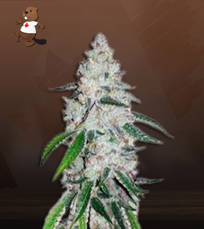 Crazy Tartz-image