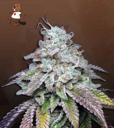 Crushed Grapes-image