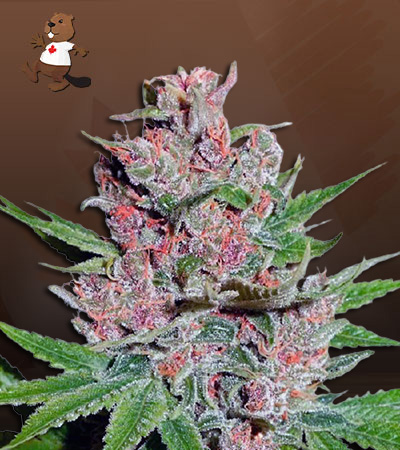 Dragon Fruit-image