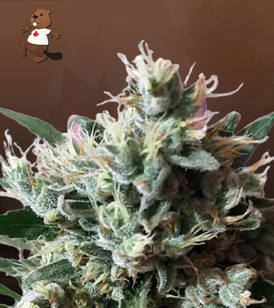 Dutch Dragon Autoflower-image