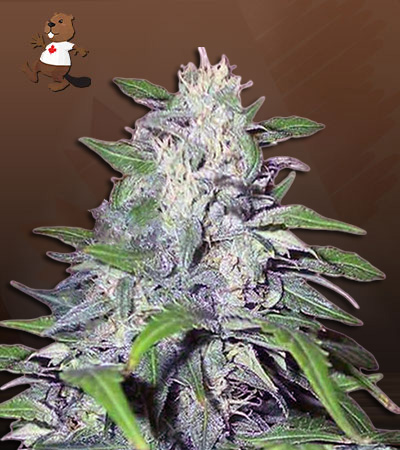 Dwarf King Autoflower-image