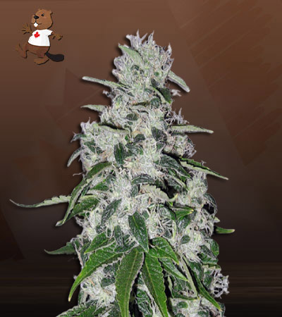 Electric Berry-image