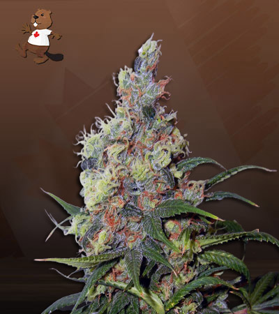Elephant Autoflower-image