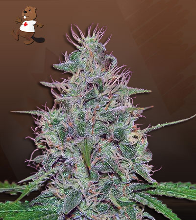 Frosted Zin Autoflower-image