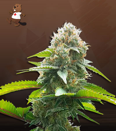 Fruit Walker Autoflower-image