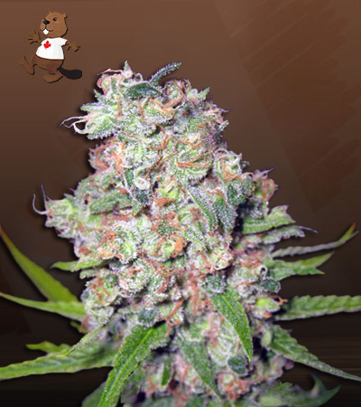 Galaxy Autoflower-image