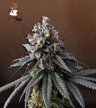Gelato 48-image