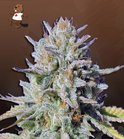 Glitter Glue-image