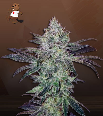Gorilla Chip-image