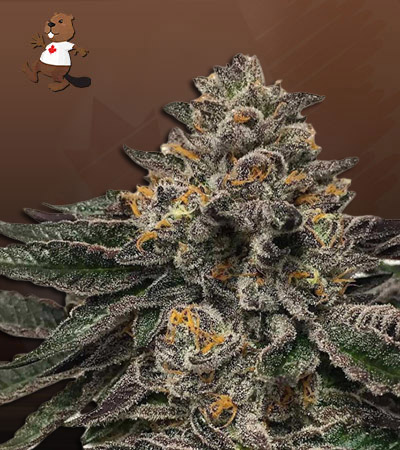Grape Drink Autoflower-image