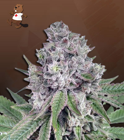 Grapeness-image