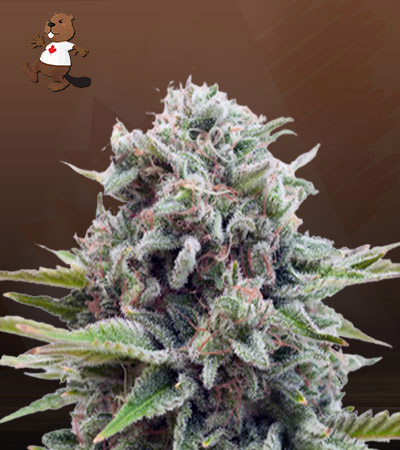 Gravity Autoflower-image