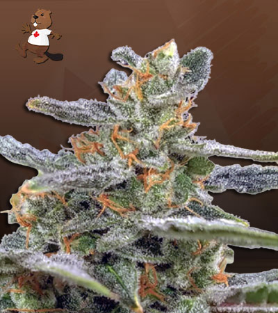 Green Crack Autoflower-image