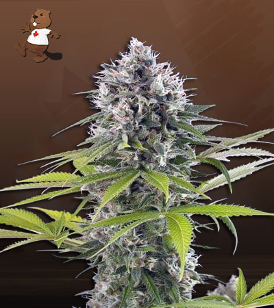 Green Goblin-image