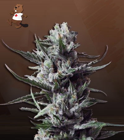 Haze #47-image