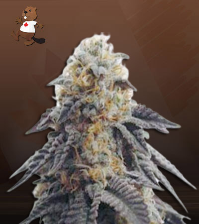 Hippie Crippler Autoflower-image