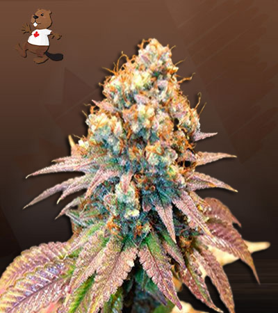 Jungle Juice Autoflower-image