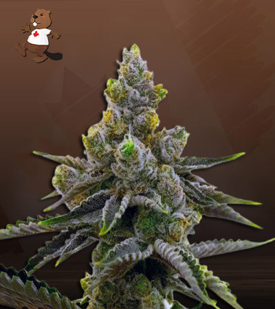 Kali Girl Autoflower-image