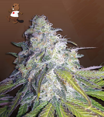 Killer Blue Autoflower-image