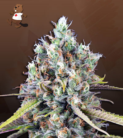 Killer Lemonade Auto Fast Version-image
