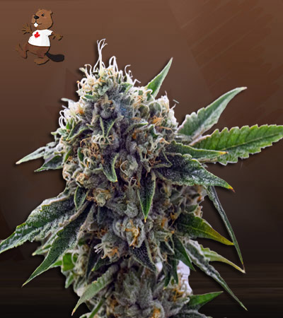 King Louis XIII Autoflower-image