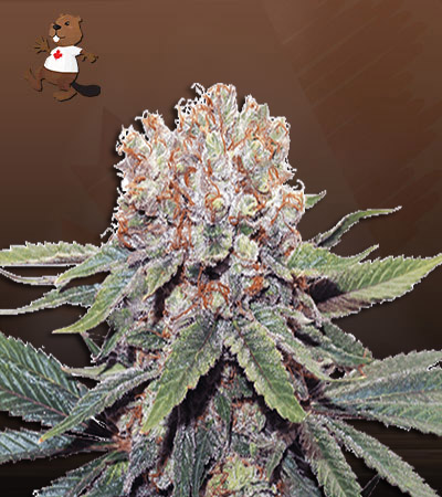 Kiwi Mint Autoflower-image