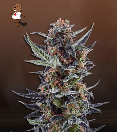 Lemon Jack Autoflower-image