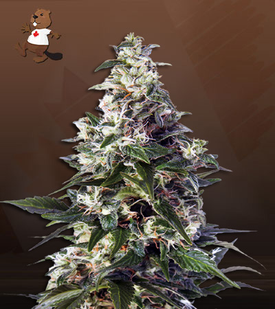Leprechron-image