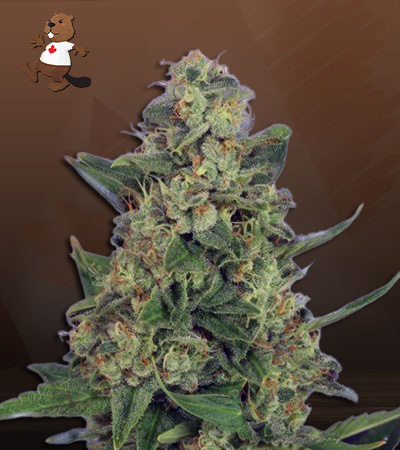 Light Saber Autoflower-image
